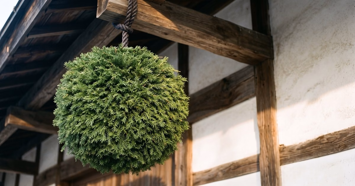 Fresh green cedar ball hanging under the eaves of a Japanese sake brewery